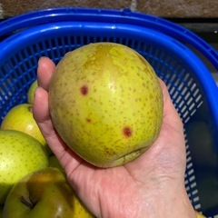 訳あり王林リンゴ　16kg の画像