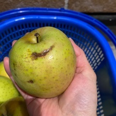 訳あり王林リンゴ　16kg の画像