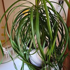 トックリラン15年ものの画像