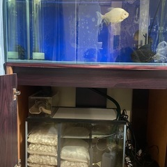 90センチオーバーフロー水槽の画像