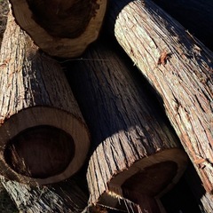 杉の木丸太🪵
の画像
