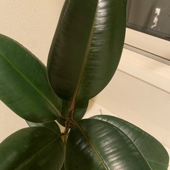 フィカス　ルビー　約30cmの画像
