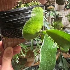 ビカクシダの画像