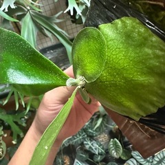 ビカクシダの画像