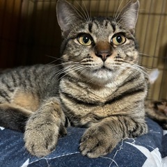 おっとりだけど遊ぶの大好き　女の子6ヶ月　どれみちゃん