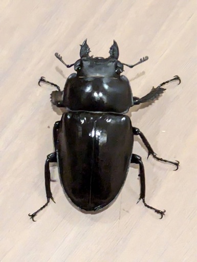 徳之島　山クビリ林道産　アマミマルバネクワガタ　♀のみ