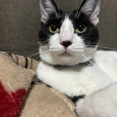 体格しっかりした元気いっぱいな男の子　6ヶ月半　かつおくん💙