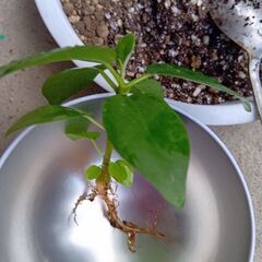 ぷっくりスタート　パンダガジュマル　実生の画像