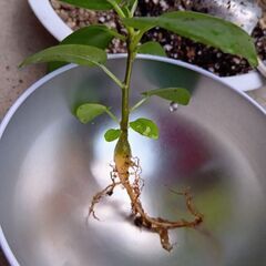 ぷっくりスタート　パンダガジュマル　実生の画像