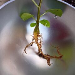 ぷっくりスタート　パンダガジュマル　実生の画像