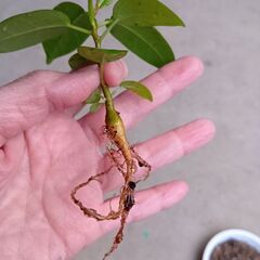 ぷっくりスタート　パンダガジュマル　実生の画像