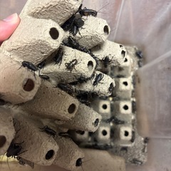 コオロギ/生き餌/くろこクロコの画像