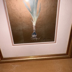 GYP1111 水仙　Gloria Eriksen Narcissus 額入りの画像