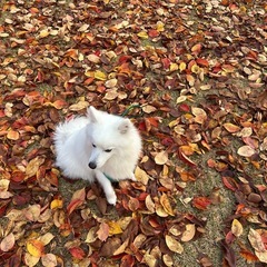 愛犬のことで悩んでいるあなたへ