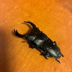 国産オオクワガタオス単の画像