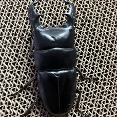 【11月末まで】クワガタ成虫・幼虫の画像