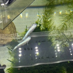 幹之（みゆき）メダカ 3匹 無料 の画像