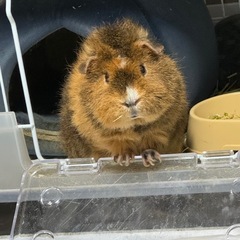 テディモルモット(名前はテディです)