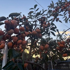 柿１０個の画像