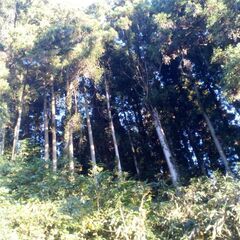 杉の木 50本くらい