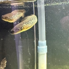 レッドギャラクシーコウタイ2匹の画像