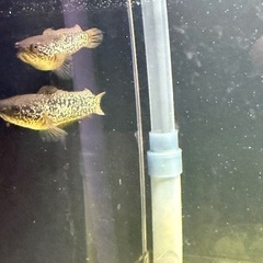 レッドギャラクシーコウタイ2匹の画像