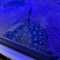 ダイヤモンドポルカの画像