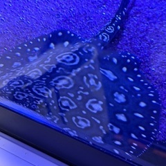 ダイヤモンドポルカの画像