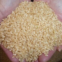 【新米】兵庫県産 令和7年度 ヒノヒカリ 玄米 30kg-1の画像