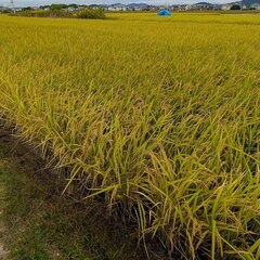 【新米】兵庫県産 令和7年度 ヒノヒカリ 玄米 30kg-1の画像