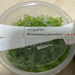 パールグラス　水中葉の画像