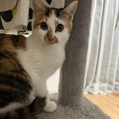 三毛猫  短毛 女の子 5ヶ月