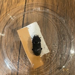 ハンステインヒラタクワガタ　ペアの画像