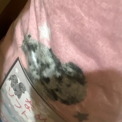 フランネル星柄毛布 シングルサイズ 140x200 新品未使用品　わんちゃん🐶の画像