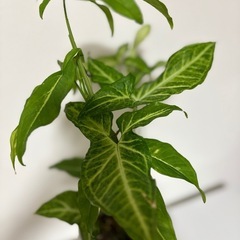 ・シンゴニウム・ポドフィルム・の画像