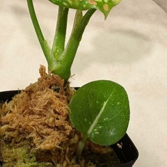 アグラオネマ アンヤマニー トリカラー 観葉植物の画像