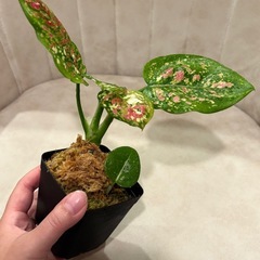 アグラオネマ アンヤマニー トリカラー 観葉植物の画像