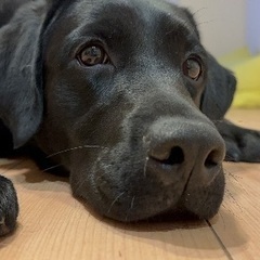 黒ラブラドール 女の子 3歳