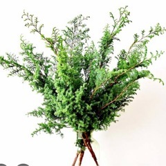 さつますぎ　クリスマス　冬　お正月　節分にの画像