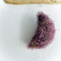 スモークツリー　小分け　wmjの画像