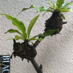 オオタニワタリの画像