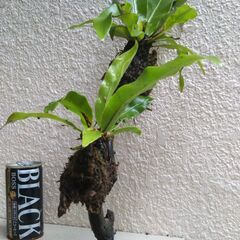 オオタニワタリの画像