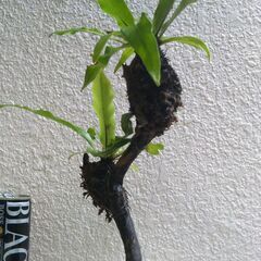 オオタニワタリの画像