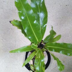 オオタニワタリの画像