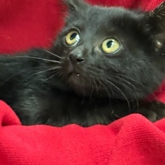 黒猫男の子2ヶ月半前後募集中です。