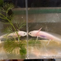 ウーパールーパーの赤ちゃんお譲りしますの画像