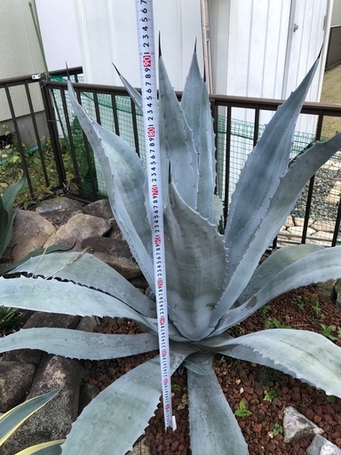 アガベ　ウィンテリアーナ　大株　特大株　青白