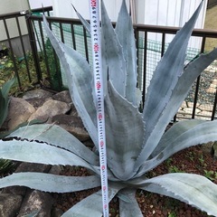 アガベ　ウィンテリアーナ　大株　特大株　青白の画像