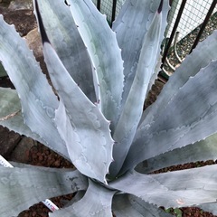 アガベ　ウィンテリアーナ　大株　特大株　青白の画像