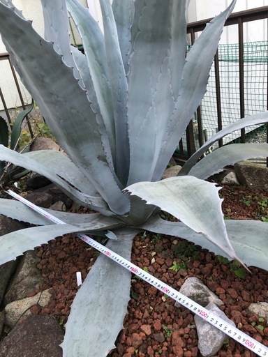 アガベ　ウィンテリアーナ　大株　特大株　青白